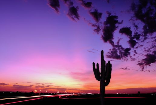 photo of a saguaro cactus in a beautiful purple <script type=